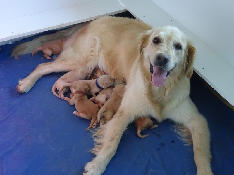 Des Gold And Red Rivers - Golden Retriever - Portée née le 24/06/2016